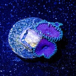 Purple Death Paly - riptide aquaculture llc