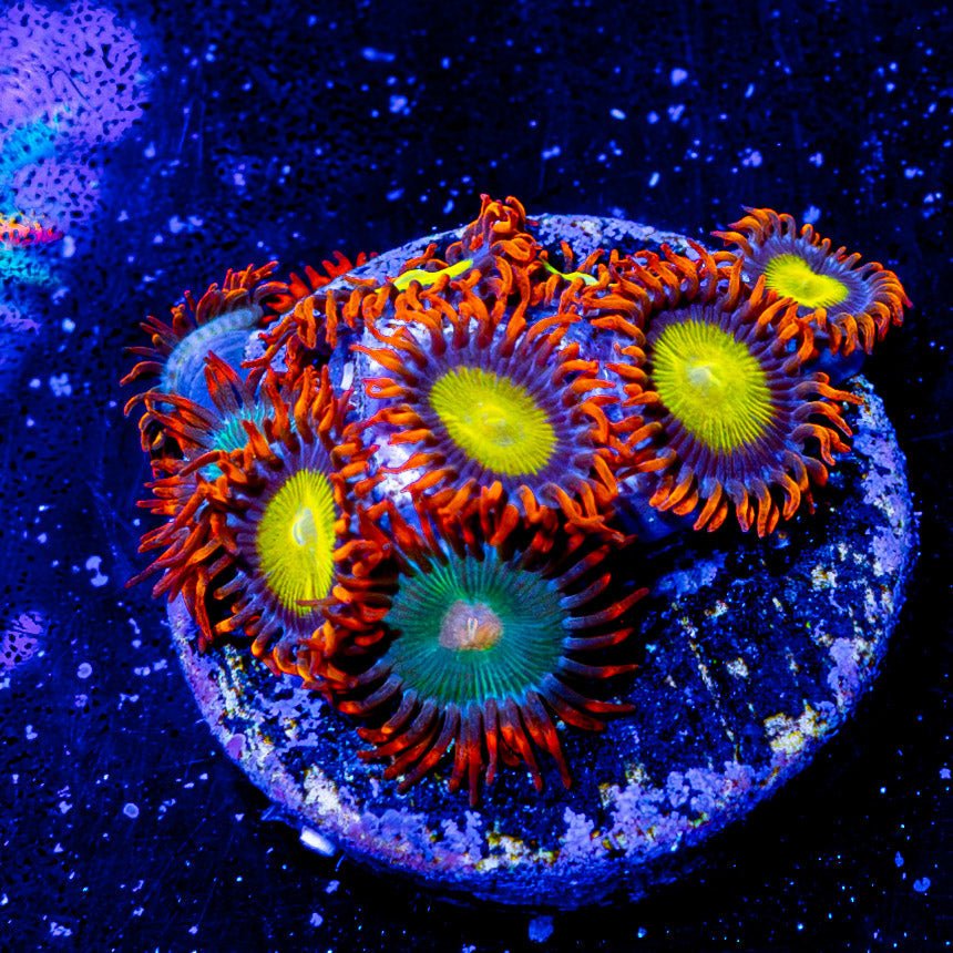 Gatorades and Madori Zoanthid - riptide aquaculture llc