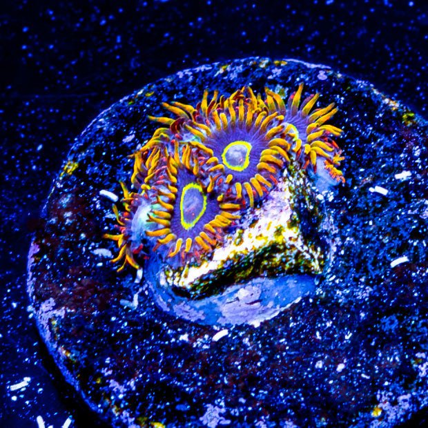 Rainbow hornet Zoanthid - riptide aquaculture llc