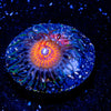 Aztec Warrior Zoanthid - riptide aquaculture llc