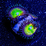 Twisted Peach Zoanthid - riptide aquaculture llc