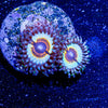 Sonic Flares Zoanthid - riptide aquaculture llc