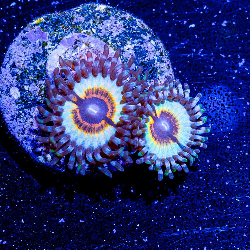 Sonic Flares Zoanthid - riptide aquaculture llc