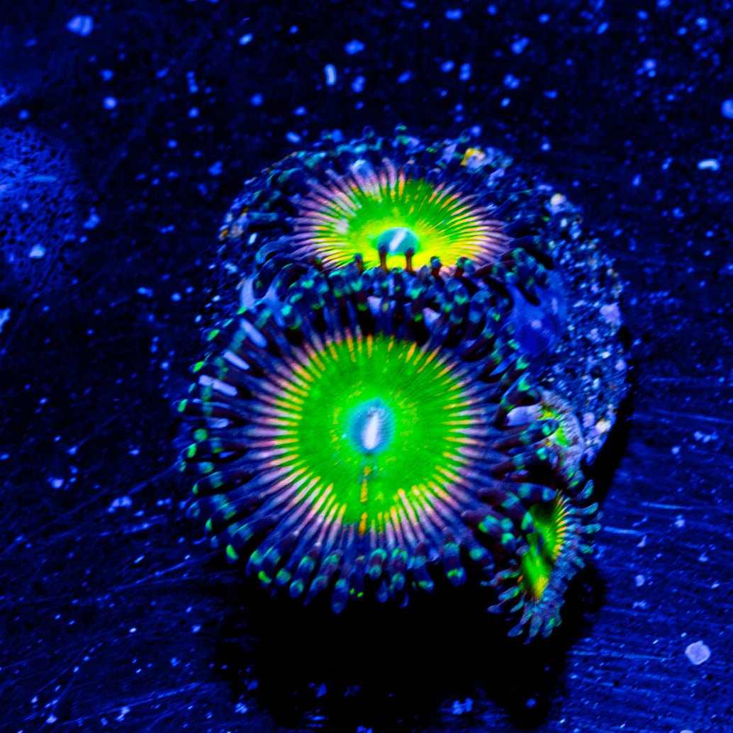 Twisted Peach Zoanthid - riptide aquaculture llc