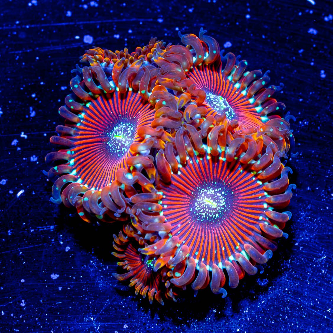 Magicians Zoanthid - riptide aquaculture llc