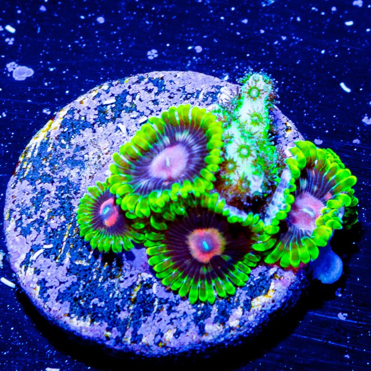 Pink Plasma Zoanthid - riptide aquaculture llc