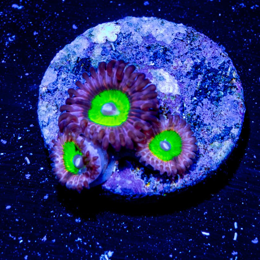 Pink Elephant Zoanthid - riptide aquaculture llc