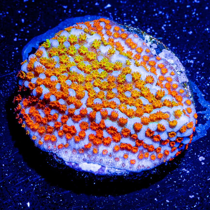 Fruity Pebbles Montipora - riptide aquaculture llc