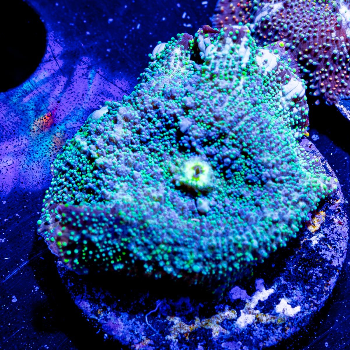 Lunar Interstellar Mushroom - riptide aquaculture llc