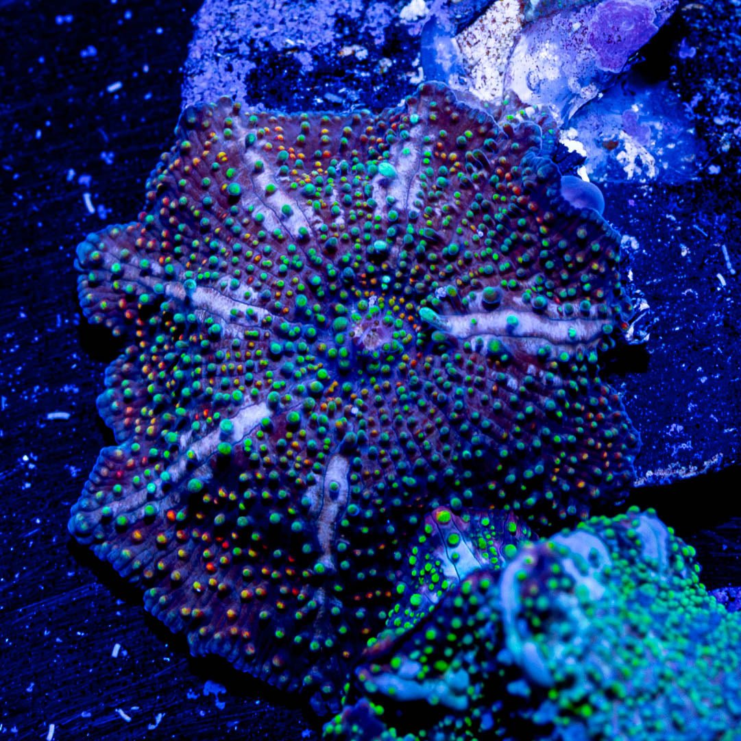 Rainbow Interstellar Mushroom - riptide aquaculture llc