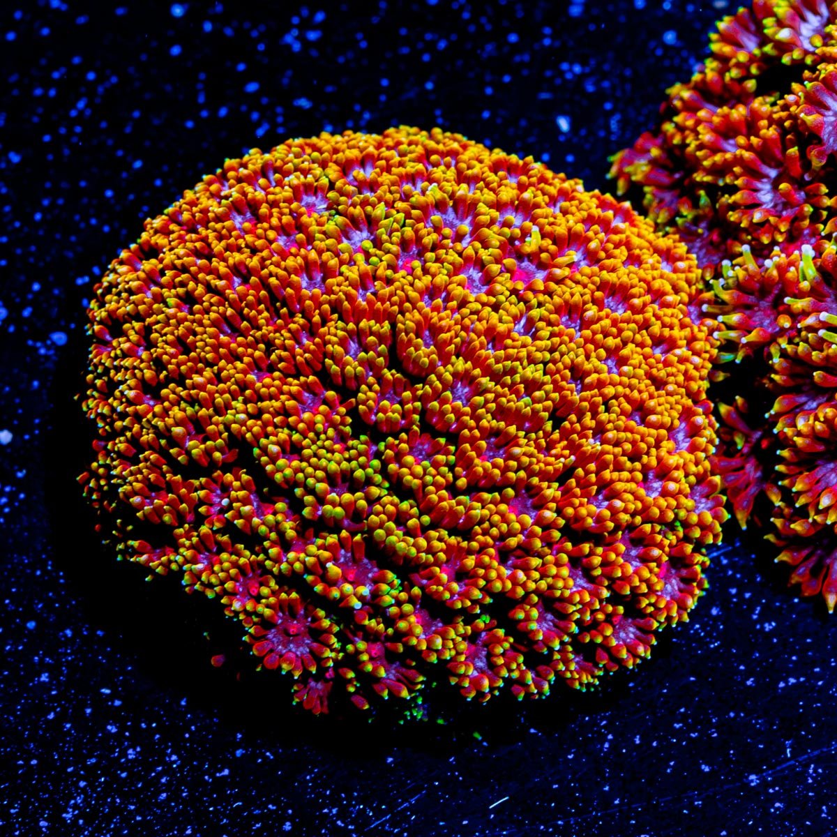 Rainbow Micro Goniopora - riptide aquaculture llc