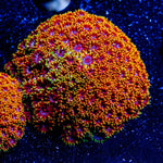 Rainbow Micro Goniopora - riptide aquaculture llc