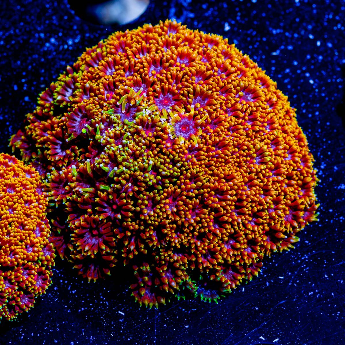 Rainbow Micro Goniopora - riptide aquaculture llc