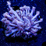 Purple Goniopora - riptide aquaculture llc