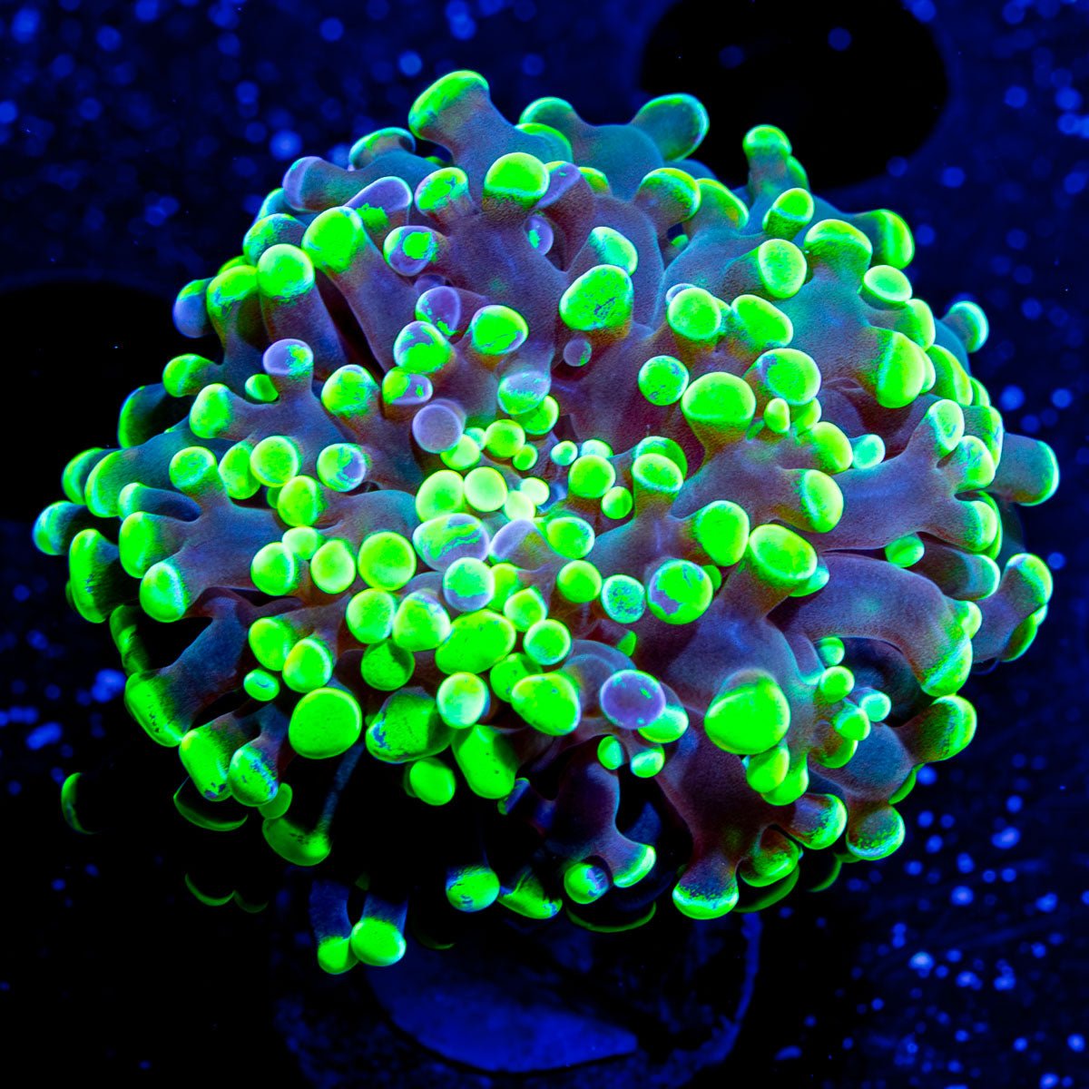 Green Splatter Branching Hammer - riptide aquaculture llc