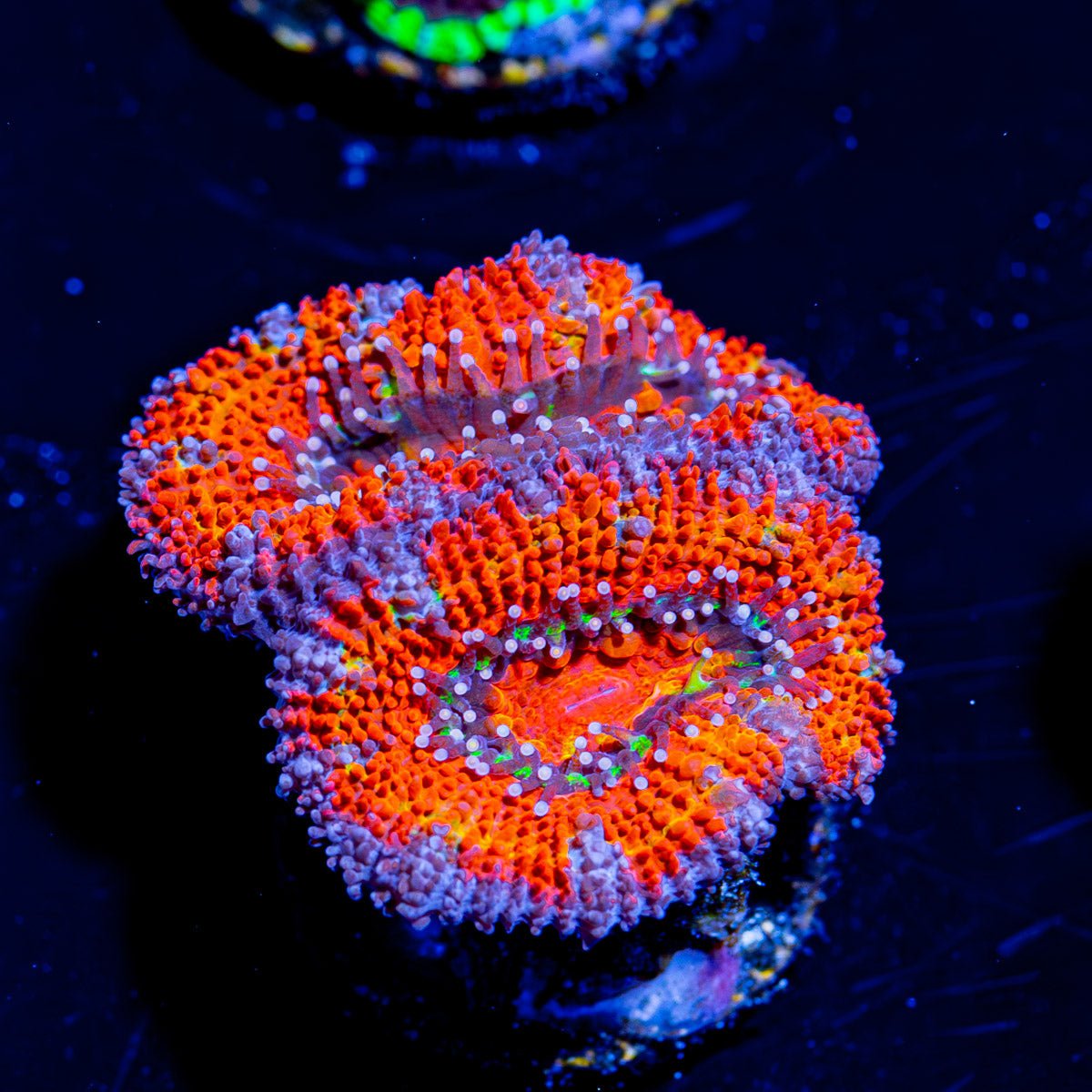 Acan Micromussa - riptide aquaculture llc