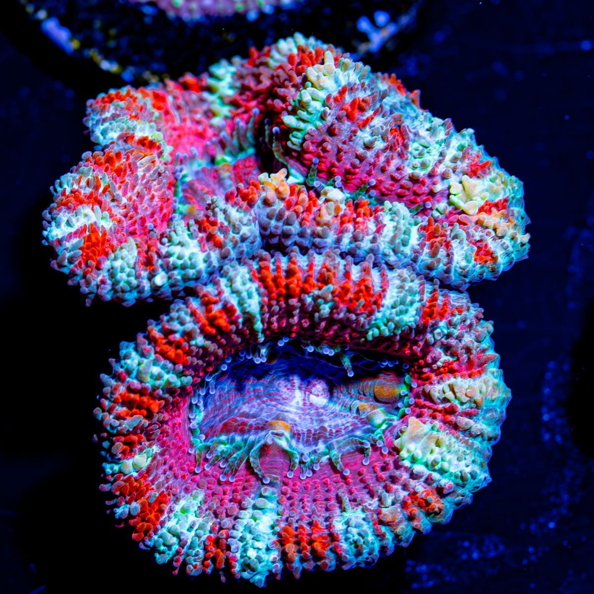 Pink Pinwheel Acan Micromussa - riptide aquaculture llc