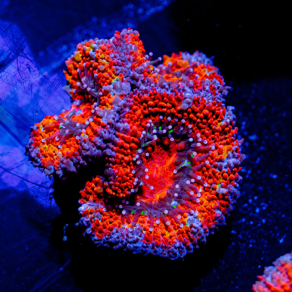 Acan Micromussa - riptide aquaculture llc