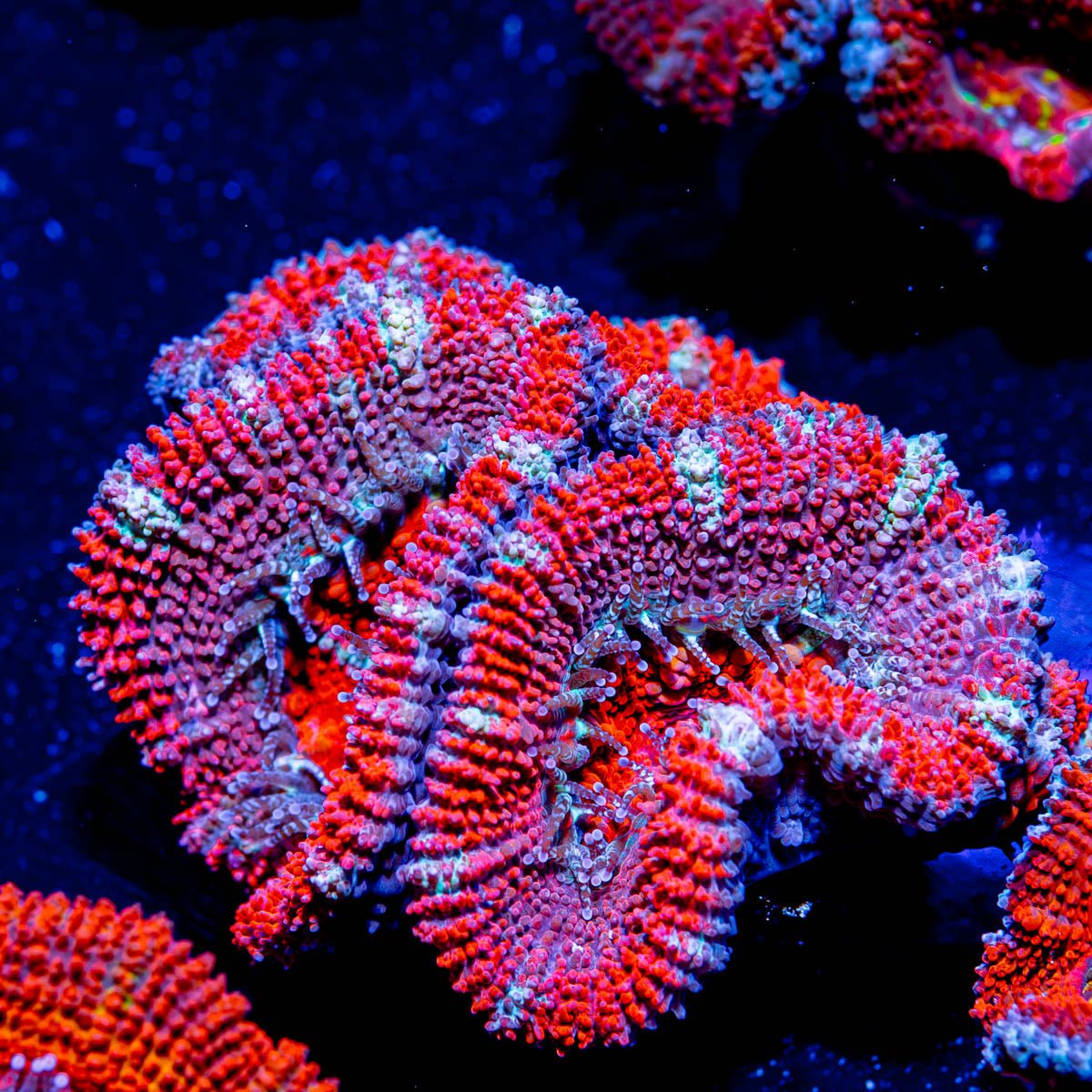 Purple red Microussa Acan - riptide aquaculture llc