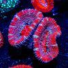 Purple red Microussa Acan - riptide aquaculture llc