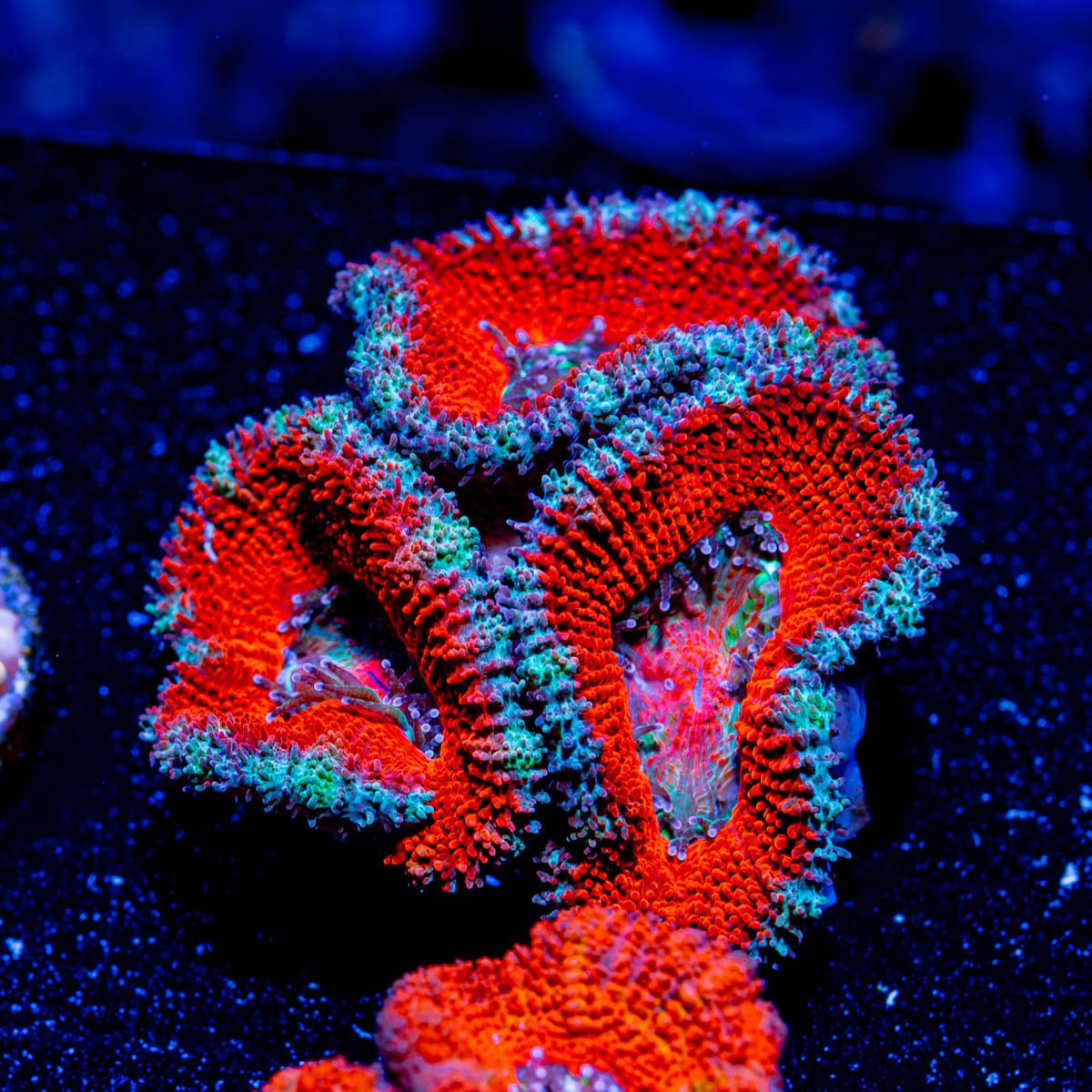 Acan Micromussa - riptide aquaculture llc