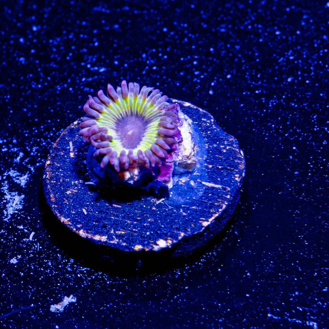 Chiquita Zoanthid - riptide aquaculture llc