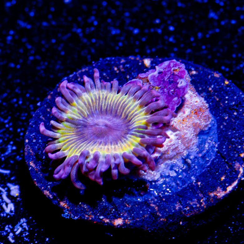 Chiquita Zoanthid - riptide aquaculture llc