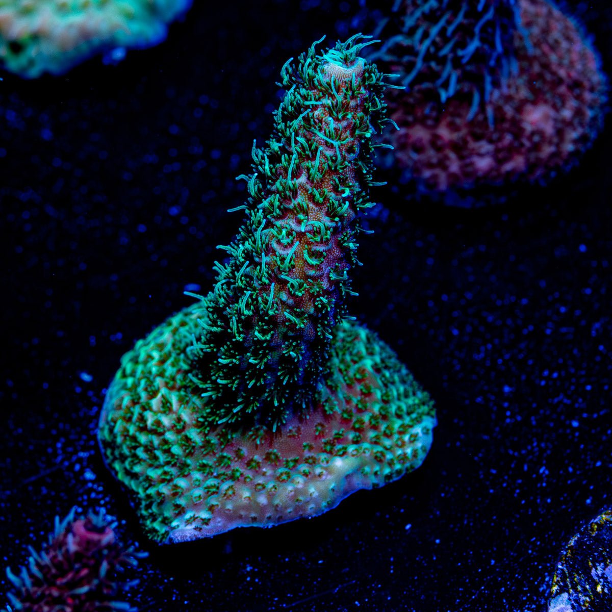 Sky Walker Millepora - riptide aquaculture llc