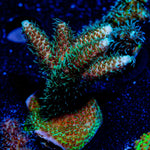 Sky Walker Millepora - riptide aquaculture llc