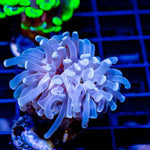 Teal Green Hammer - riptide aquaculture llc