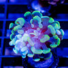 Rainbow Hammer - riptide aquaculture llc