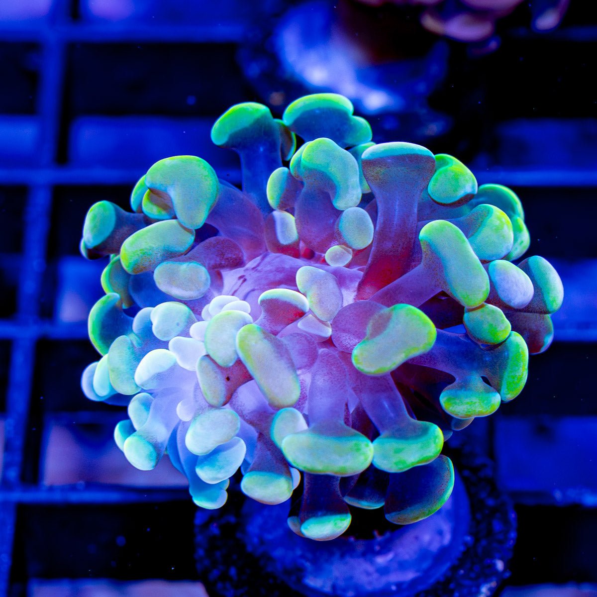 Rainbow Hammer - riptide aquaculture llc