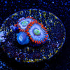 Fire and ice Zoanthid - riptide aquaculture llc