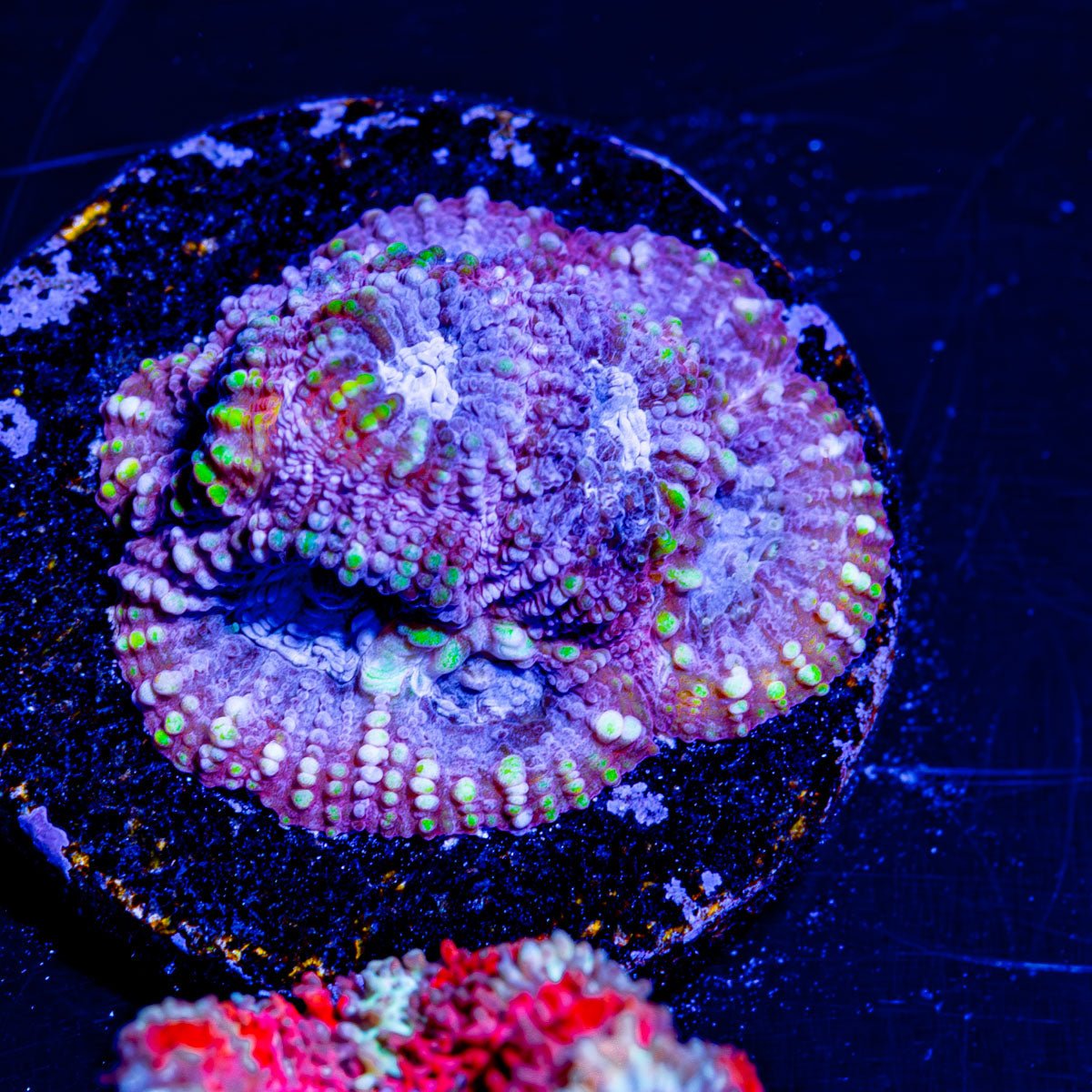 Dumbo Favia - riptide aquaculture llc