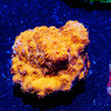 Orange Pavona - riptide aquaculture llc