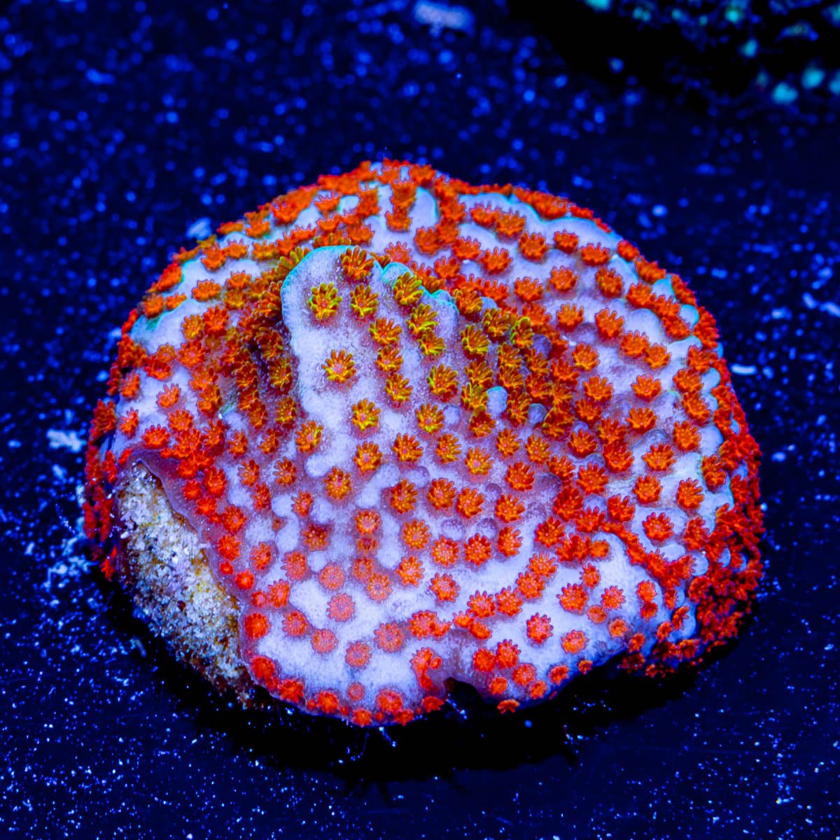 Rainbow Montipora - riptide aquaculture llc