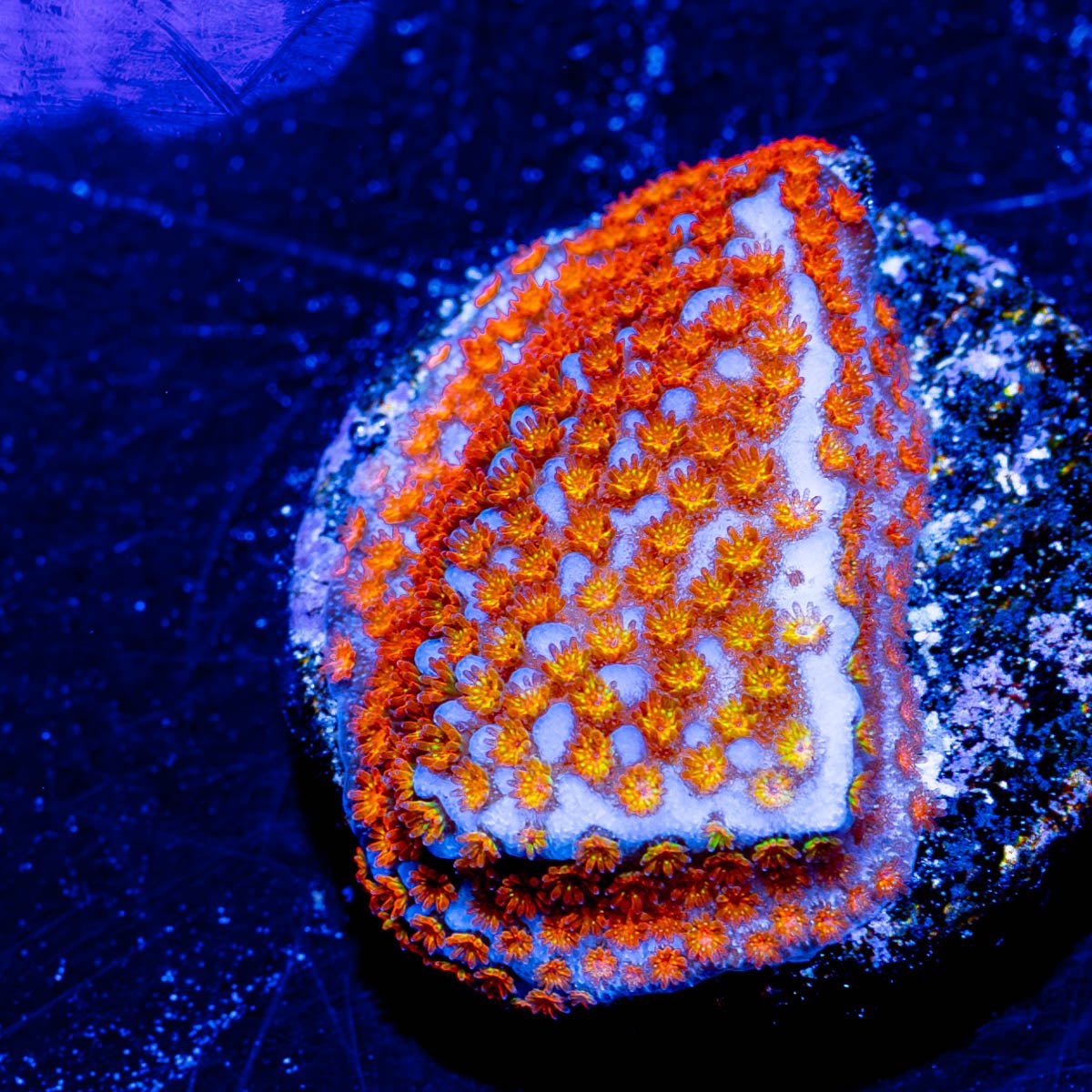 Rainbow Montipora - riptide aquaculture llc