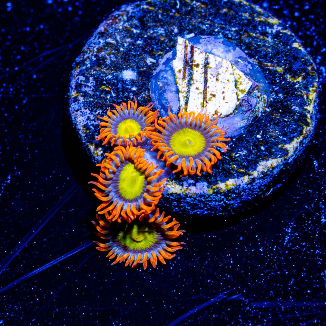 Madoria Sunrise Zoanthid - riptide aquaculture llc