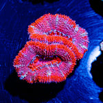 Acan/ Micromussa - riptide aquaculture llc