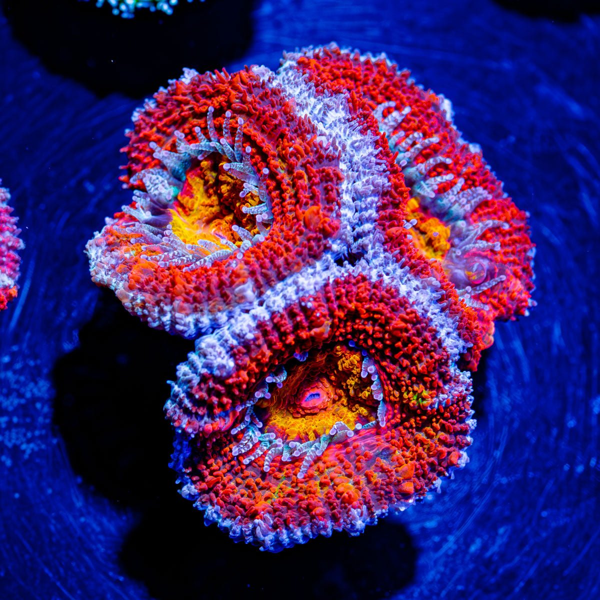 Acan/ Micromussa - riptide aquaculture llc