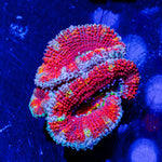 Acan/ Micromussa - riptide aquaculture llc