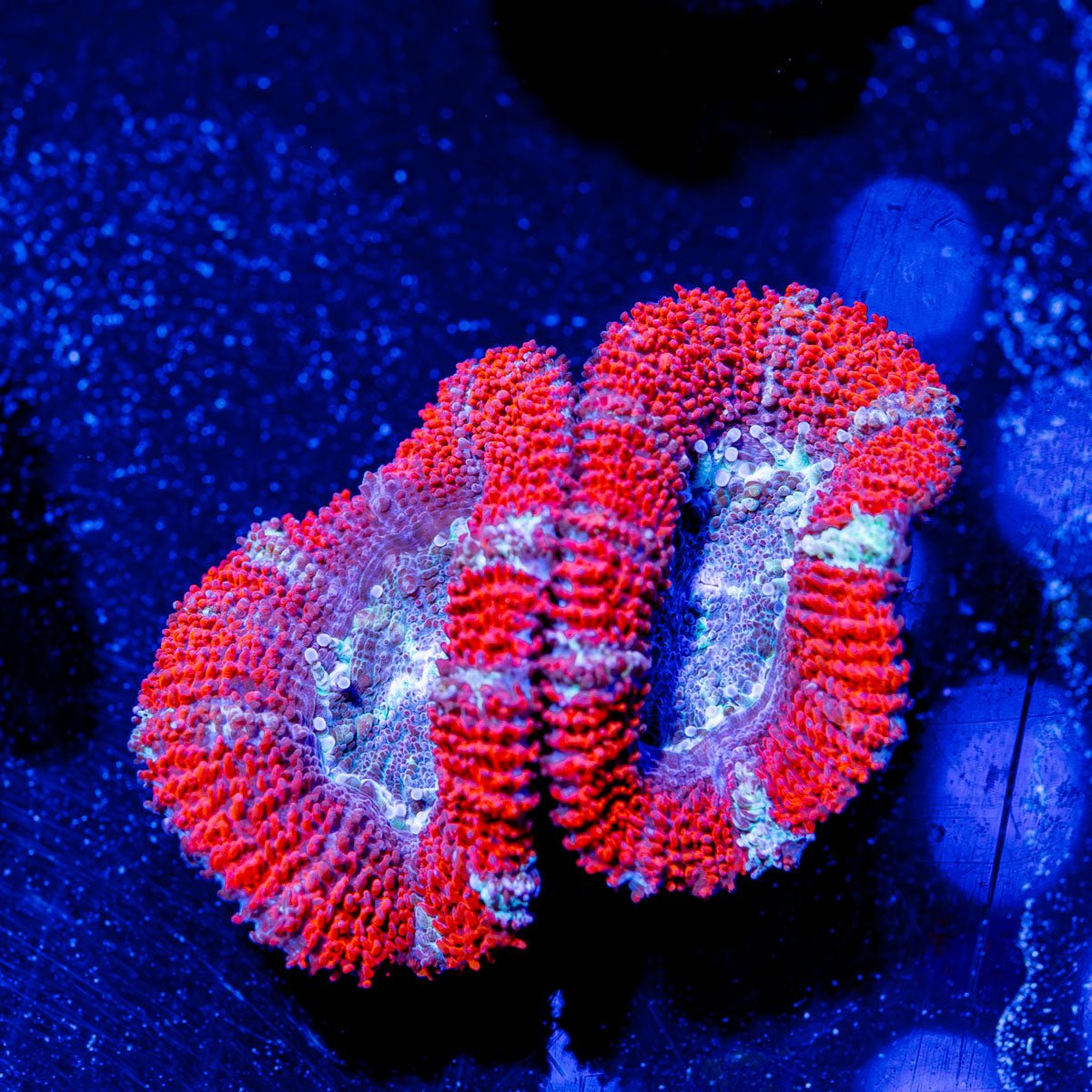 Acan/ Micromussa - riptide aquaculture llc