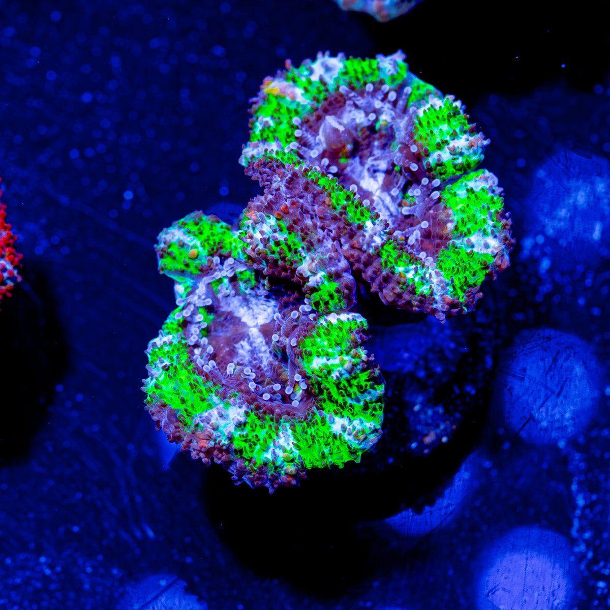 Acan/ Micromussa - riptide aquaculture llc