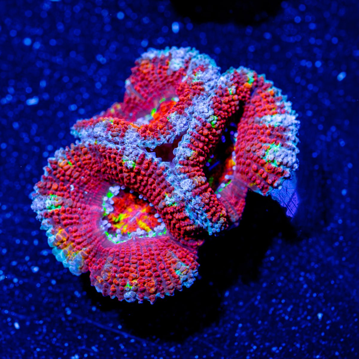 Acan/ Micromussa - riptide aquaculture llc