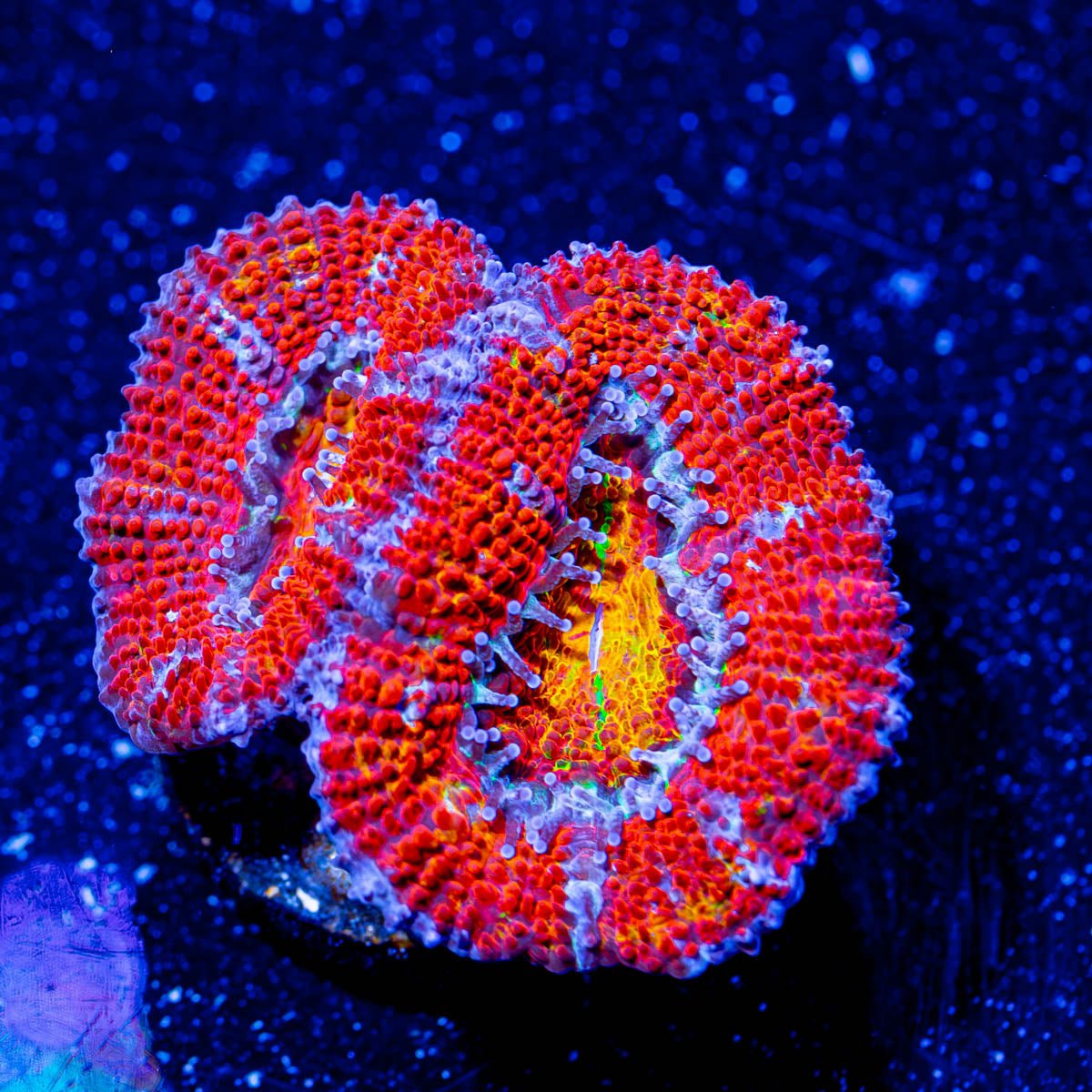 Acan/ Micromussa - riptide aquaculture llc