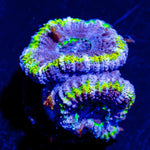 Acan/ Micromussa - riptide aquaculture llc