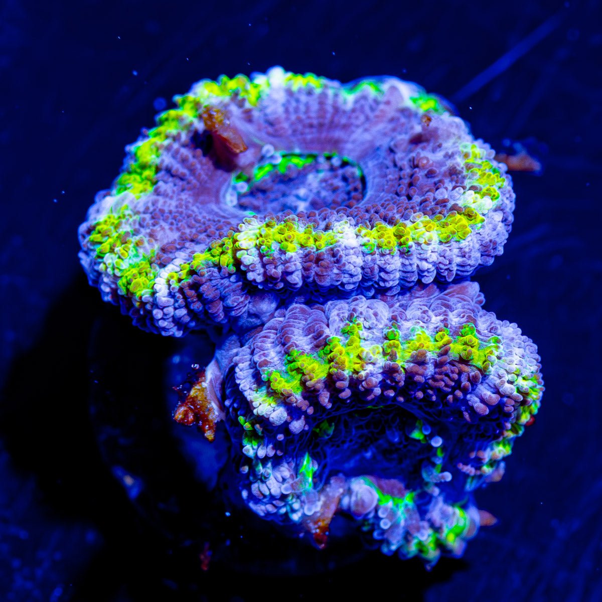 Acan/ Micromussa - riptide aquaculture llc