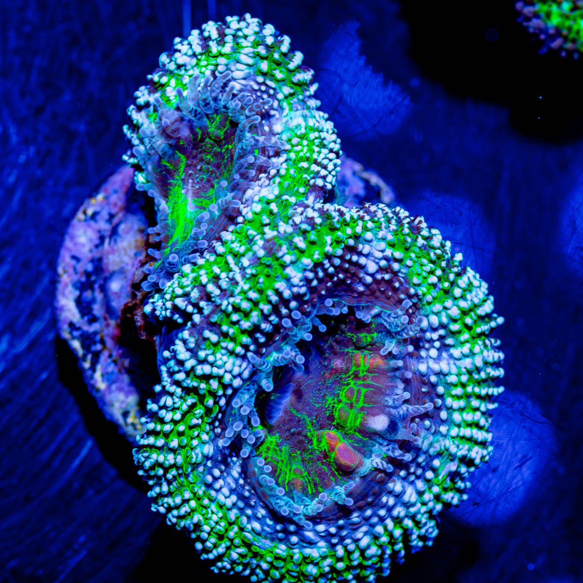 Acan/ Micromussa - riptide aquaculture llc