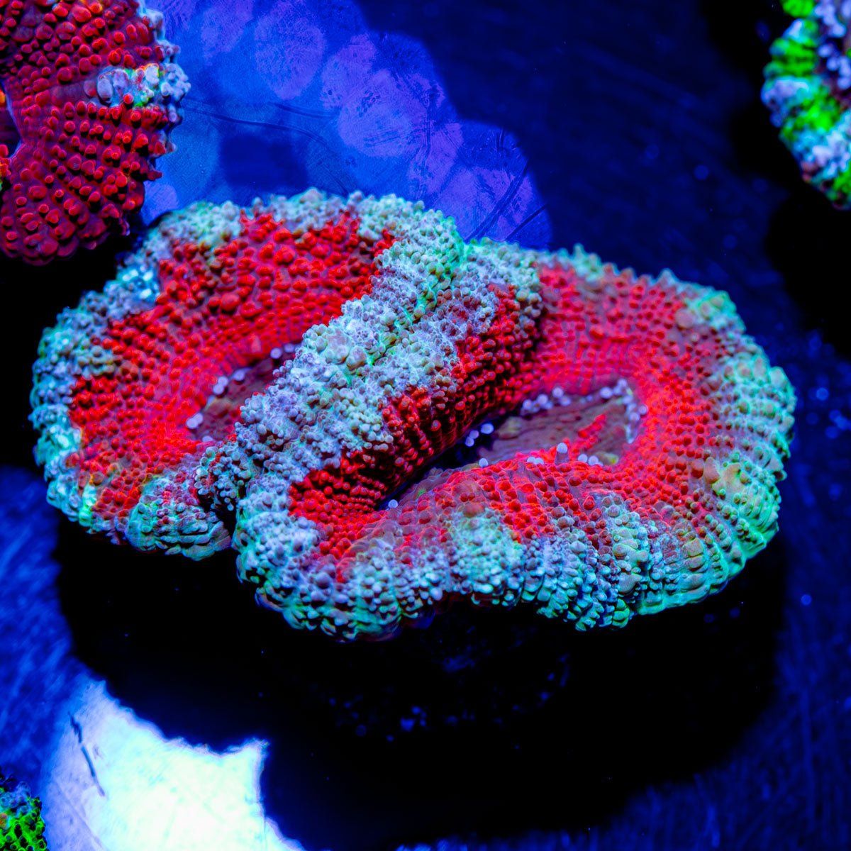 Acan/ Micromussa - riptide aquaculture llc