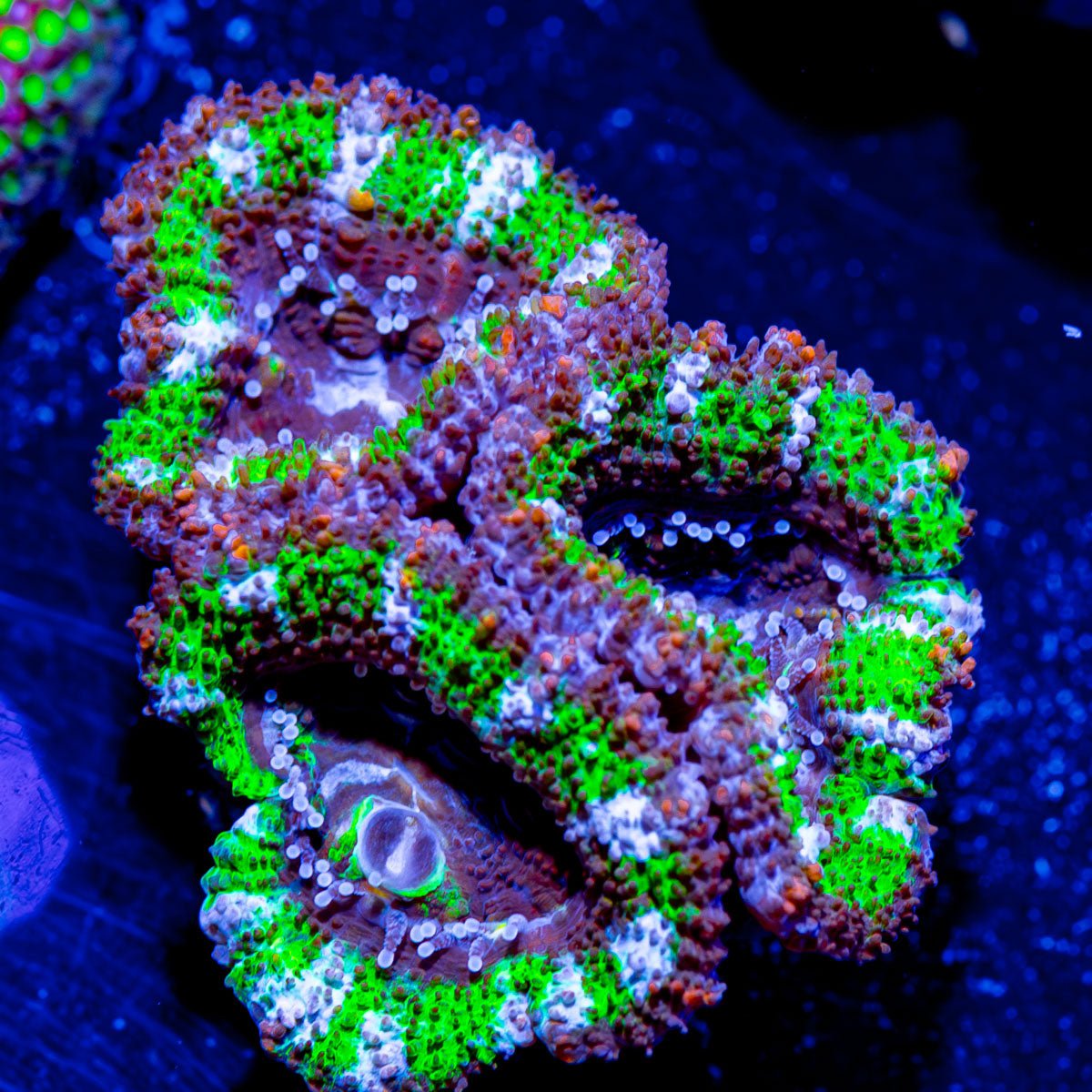 Acan/ Micromussa - riptide aquaculture llc